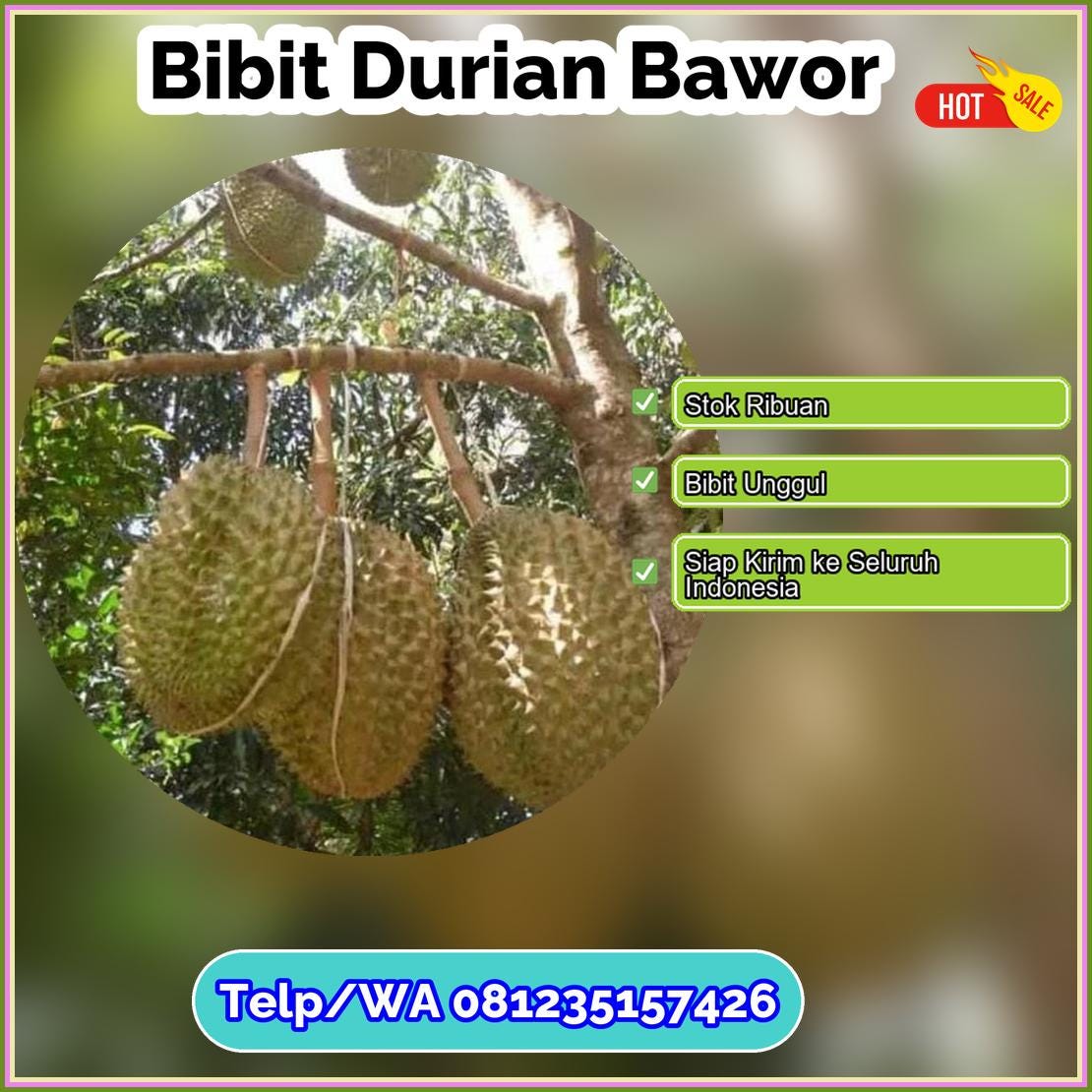 Jual Bibit Durian Bawor Bungo