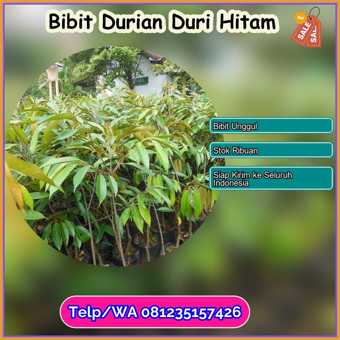 Jual Bibit Durian Duri Hitam Gorontalo Utara