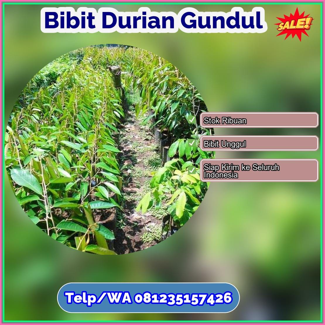 Supplier Bibit Durian Gundul Banggai Laut