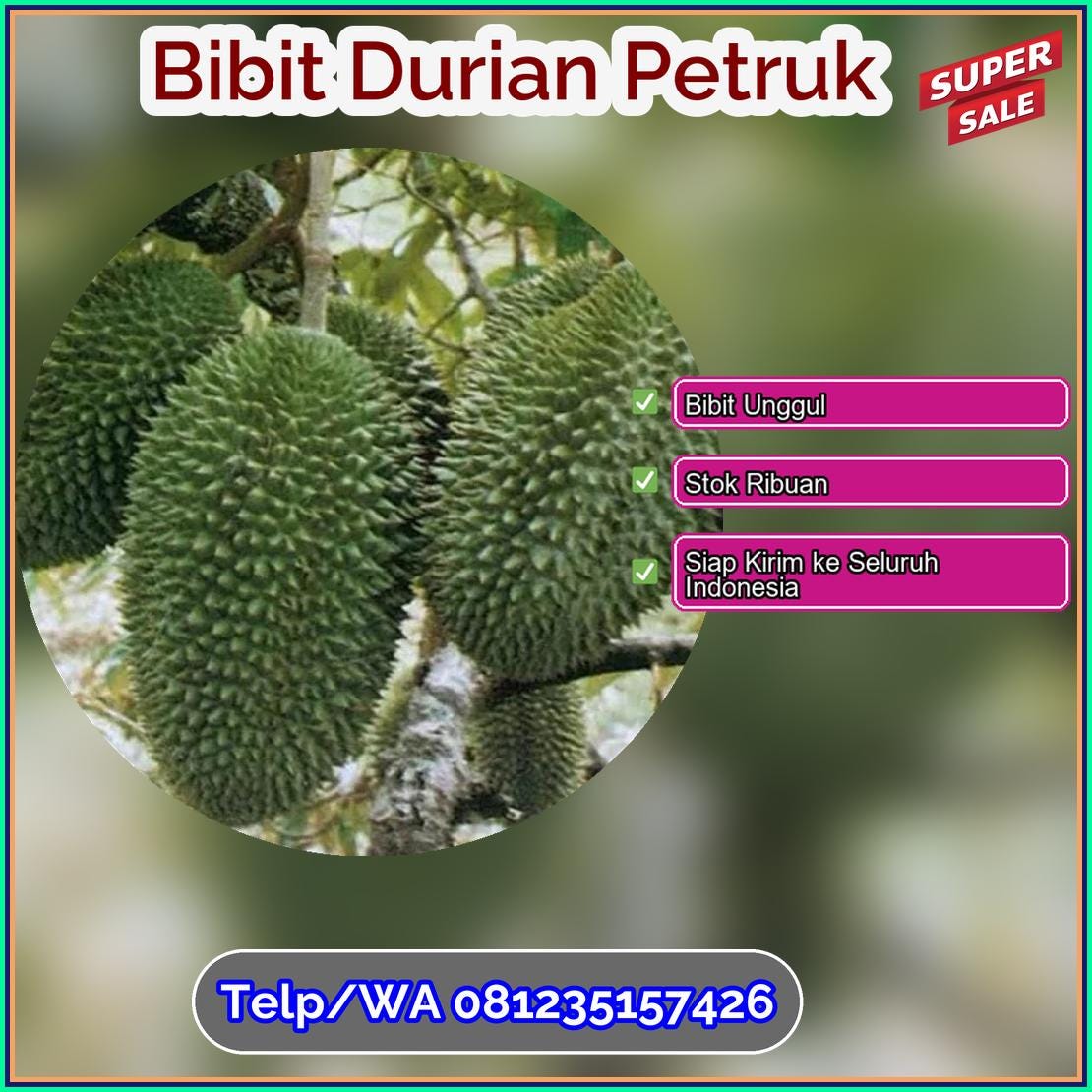 Jual Bibit Durian Petruk Lembata