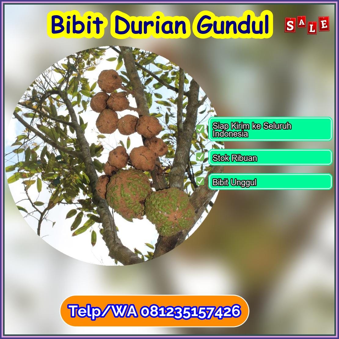 Supplier Bibit Durian Gundul Ogan Ilir