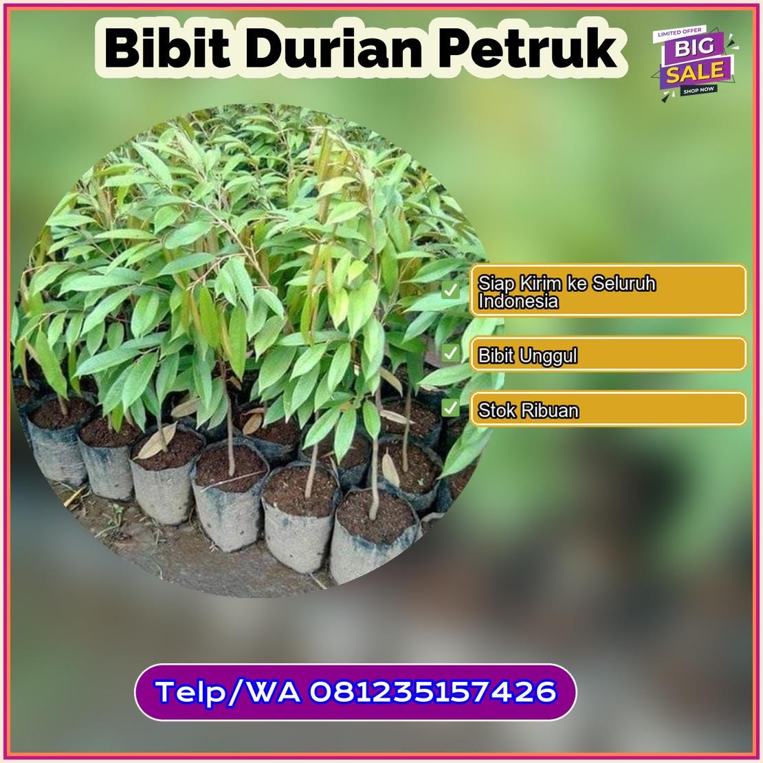 Supplier Bibit Durian Petruk Yahukimo