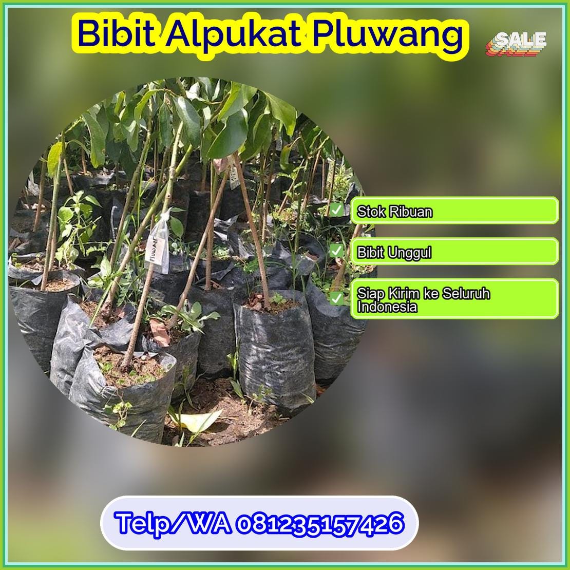 Grosir Bibit Alpukat Pluwang