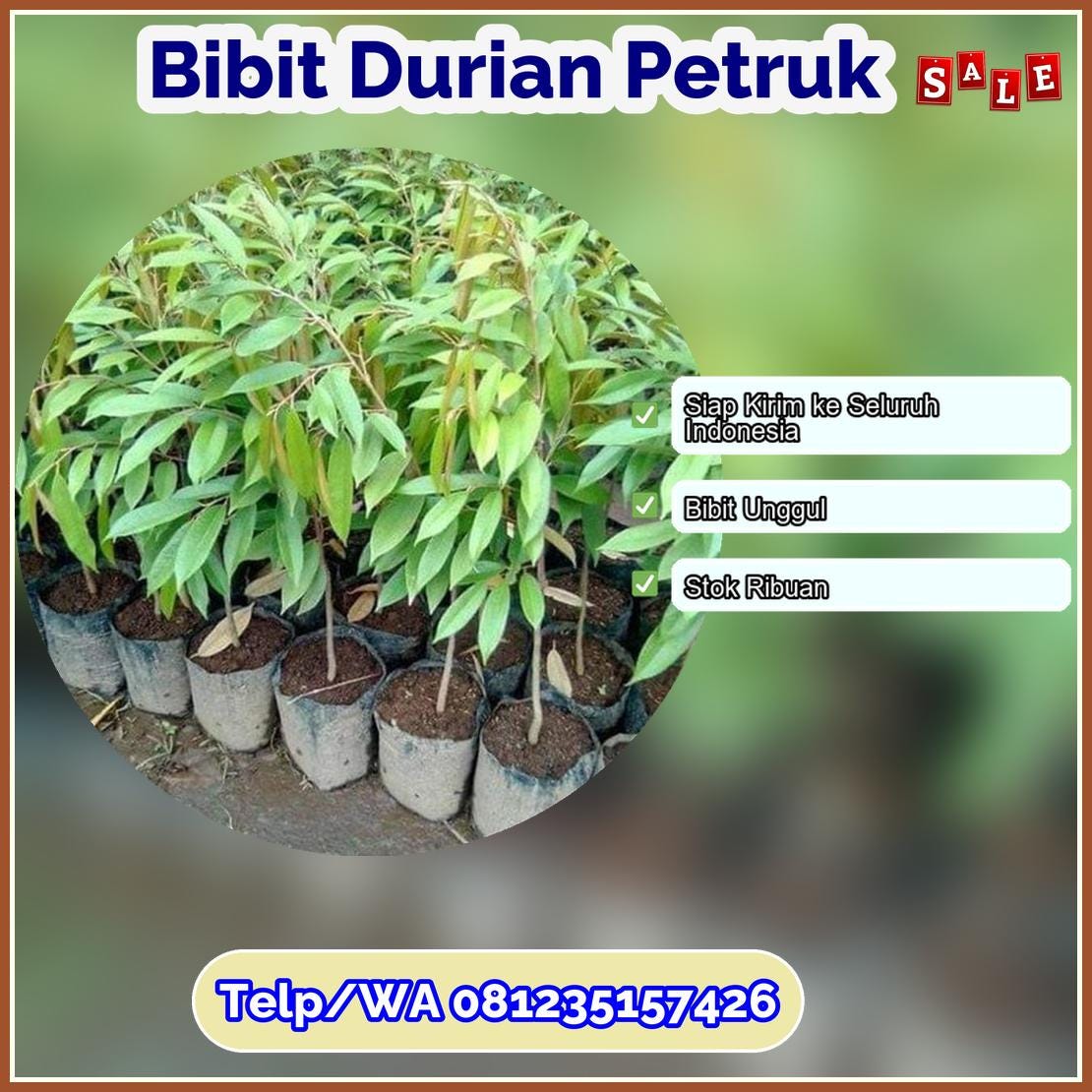 Harga Bibit Durian Petruk Tolikara