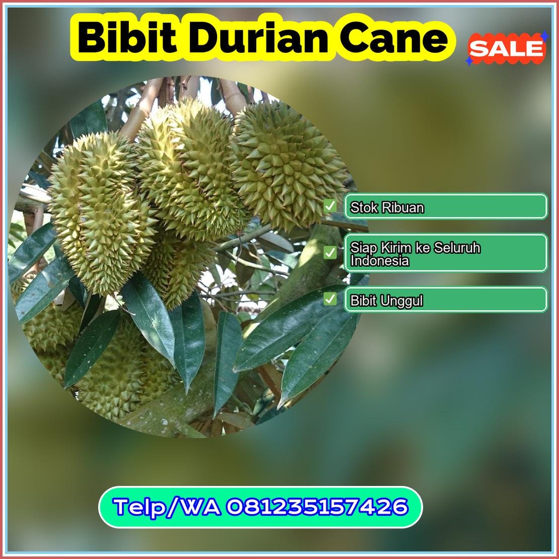 Harga Bibit Durian Cane Kulon Progo