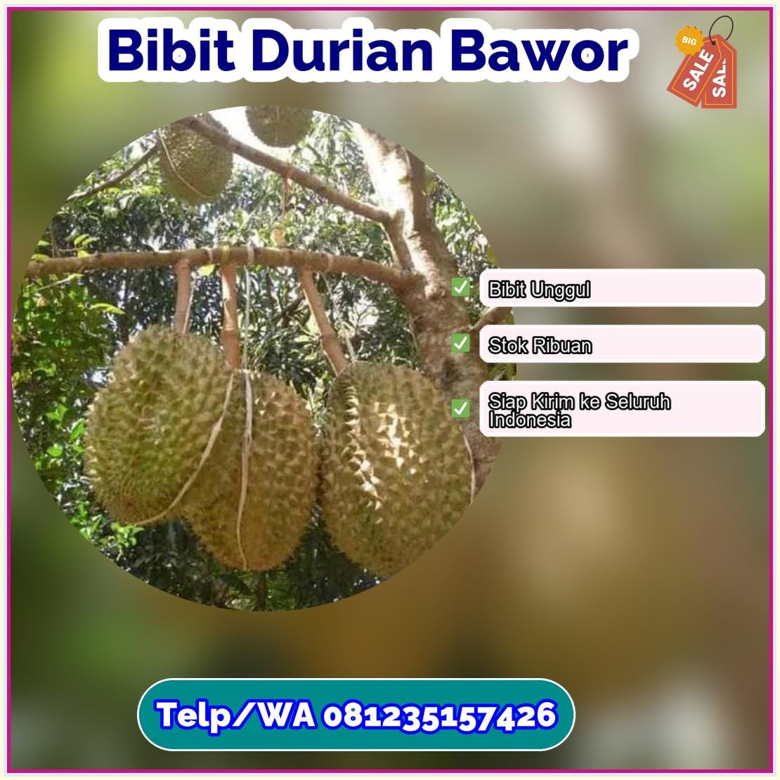 Harga Bibit Durian Bawor Kota Banjarmasin