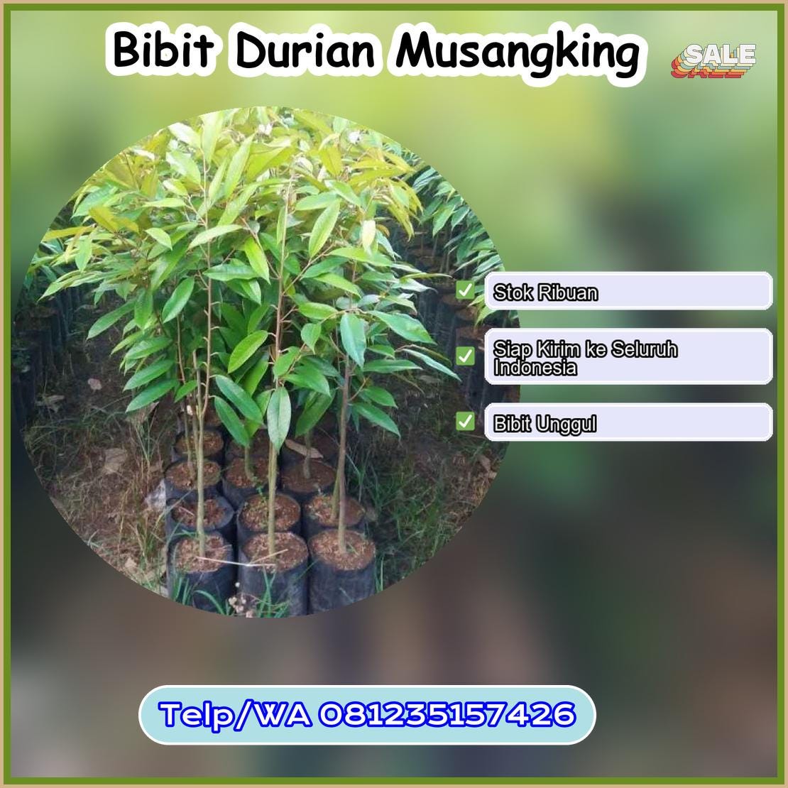 Pusat Pembibitan Bibit Durian Musangking Kota Bau-Bau