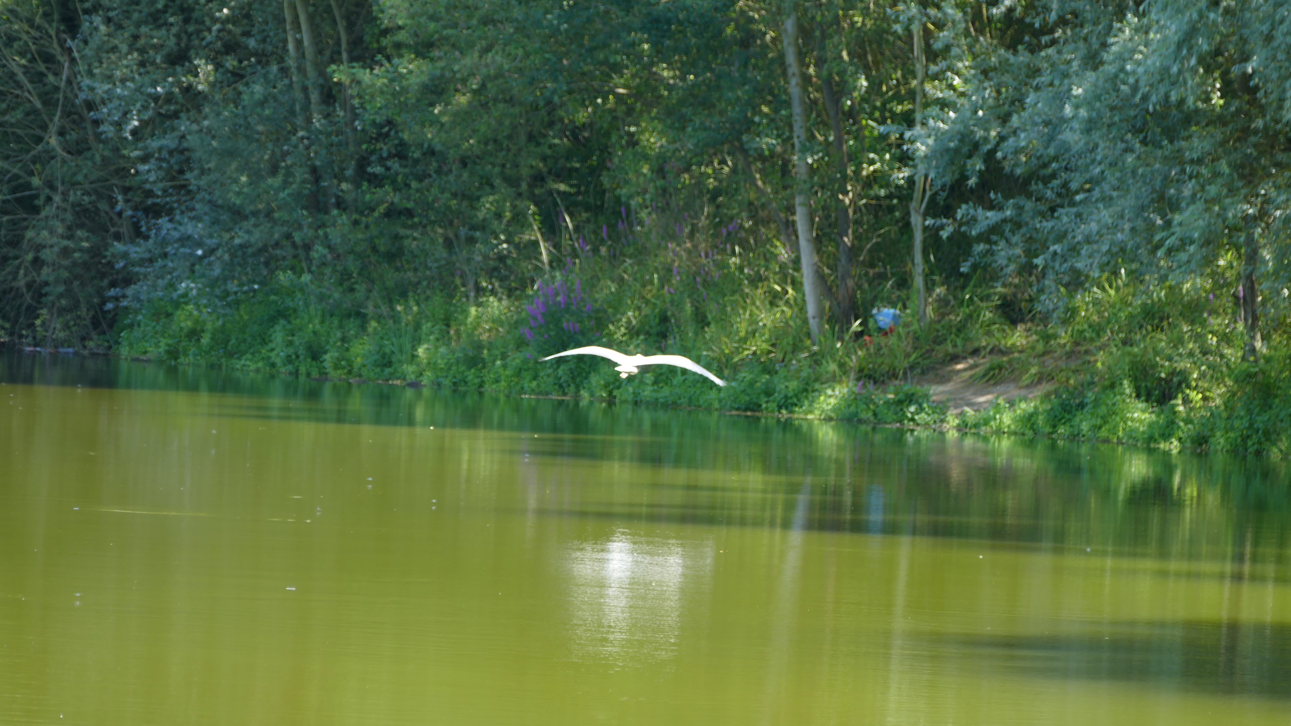 Les mouettes en île de France 