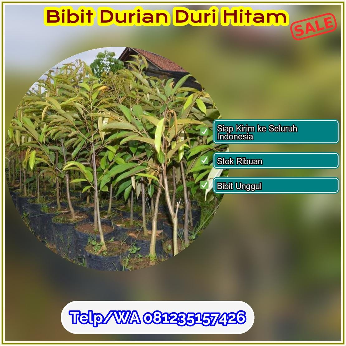 Harga Bibit Durian Duri Hitam Lumajang
