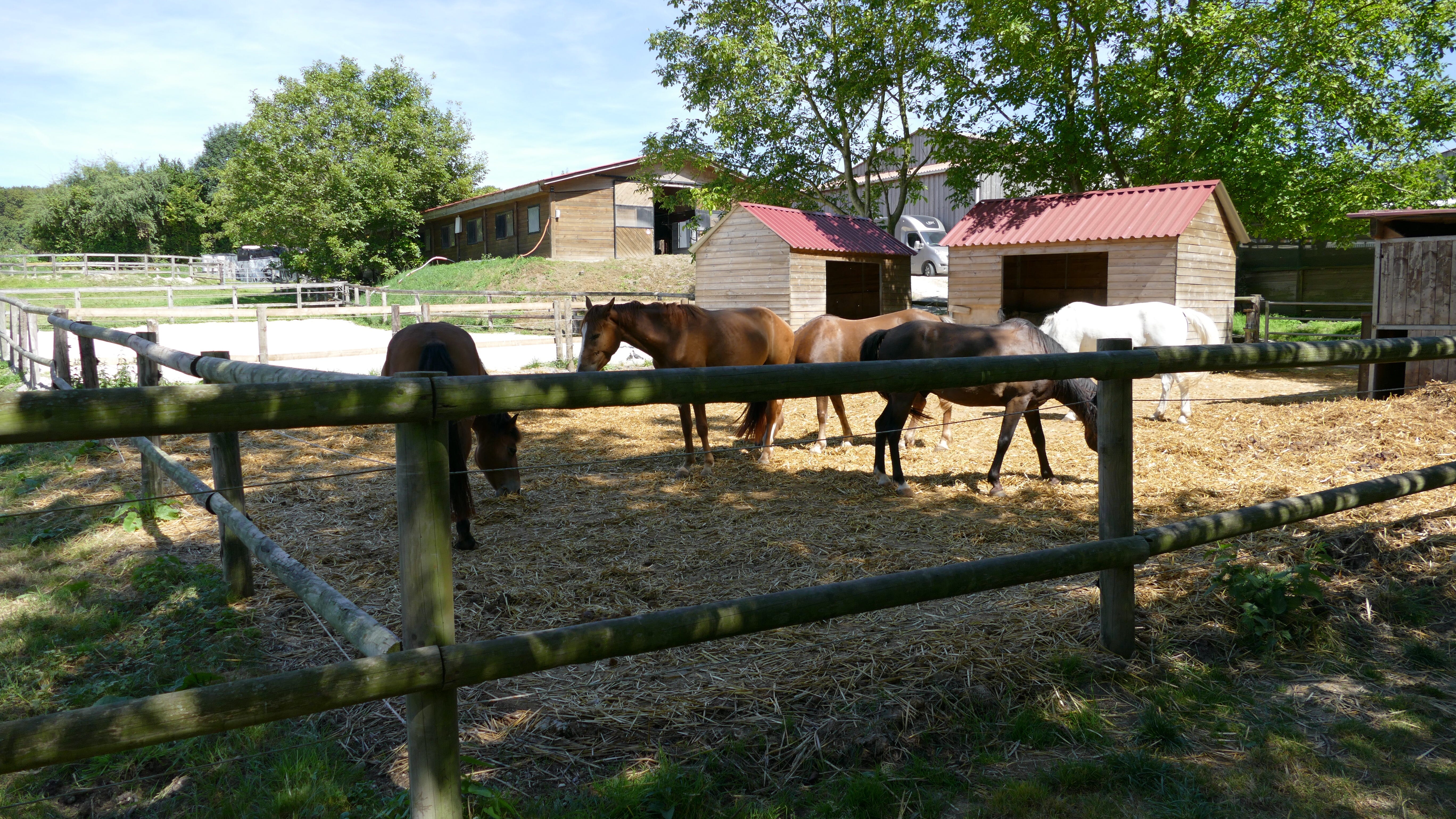 Un des paddocks du haras