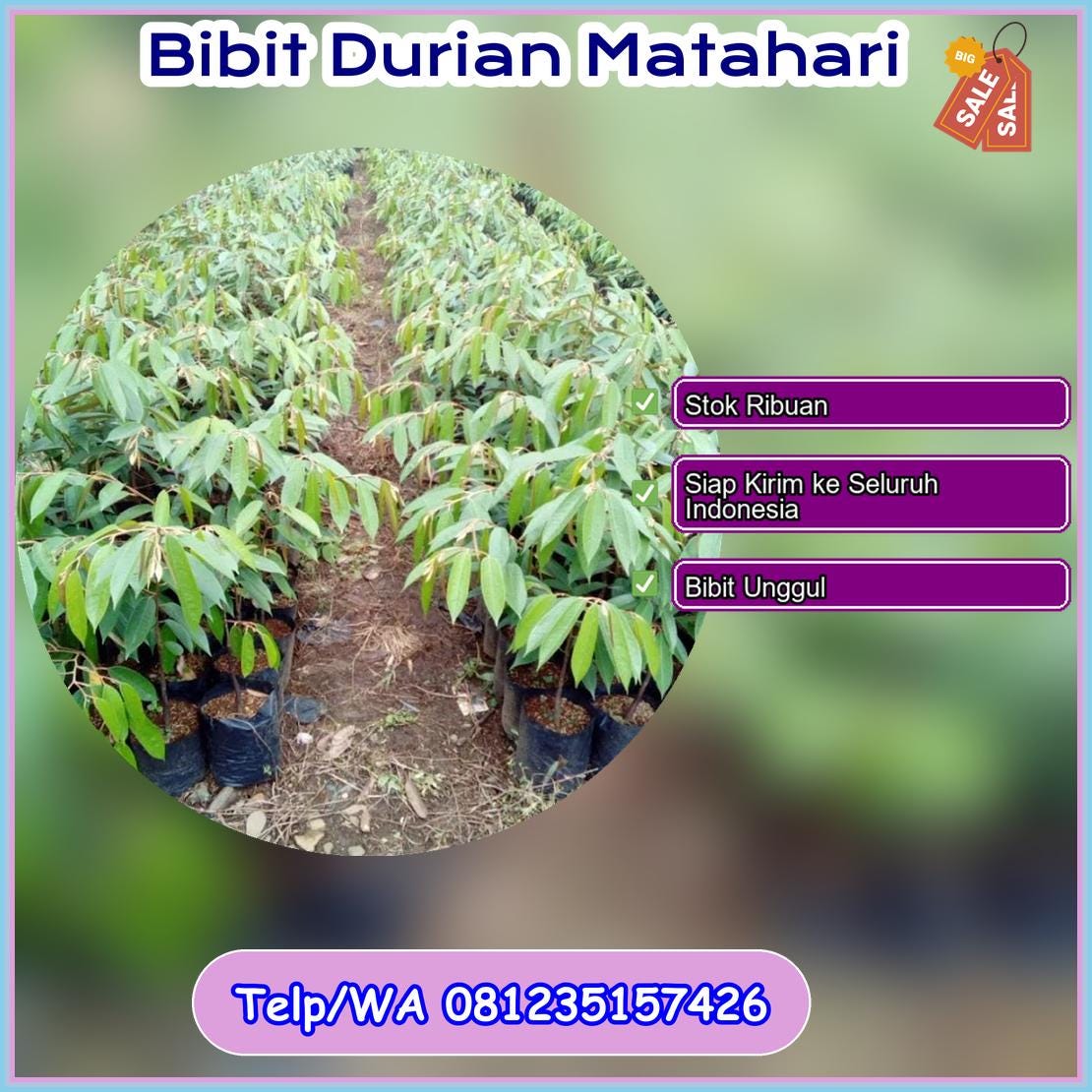 Supplier Bibit Durian Matahari Seruyan