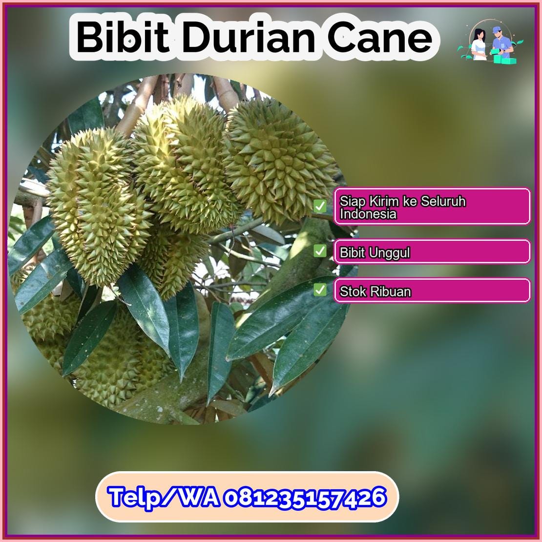 Grosir Bibit Durian Cane Kota Gorontalo