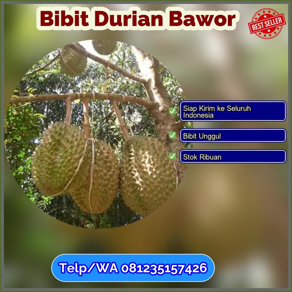 Grosir Bibit Durian Bawor Grobogan