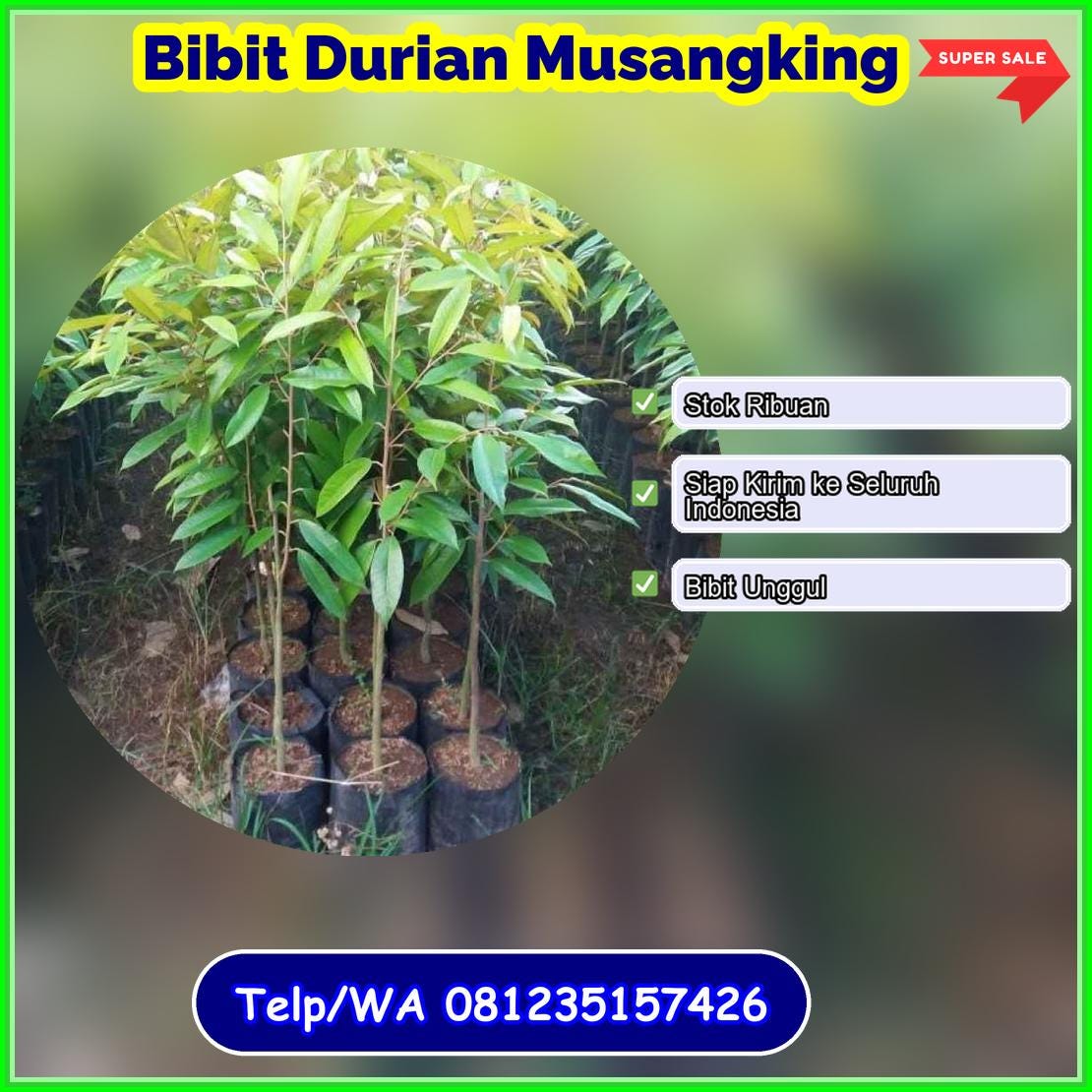 Supplier Bibit Durian Musangking Bima