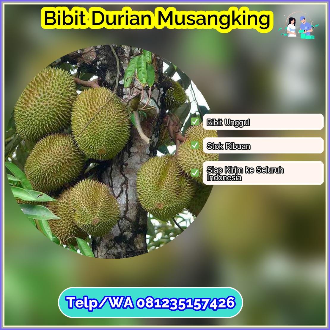 Grosir Bibit Durian Musangking Kepulauan Sangihe