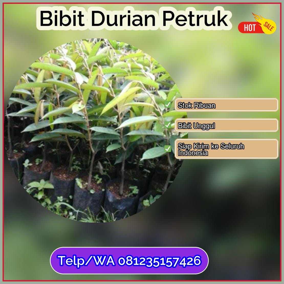 Jual Bibit Durian Petruk Yahukimo