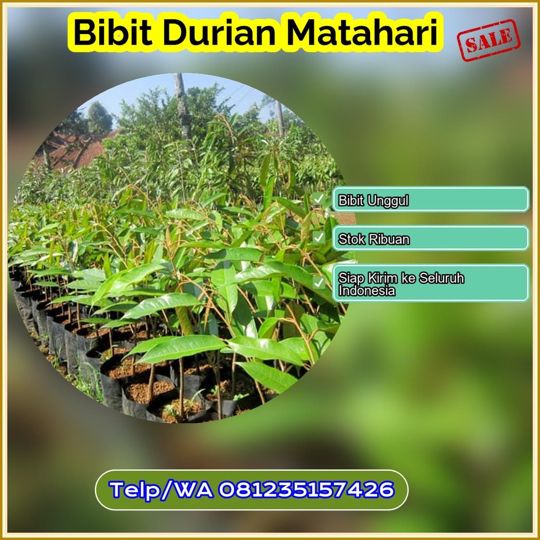 Harga Bibit Durian Matahari Purbalingga