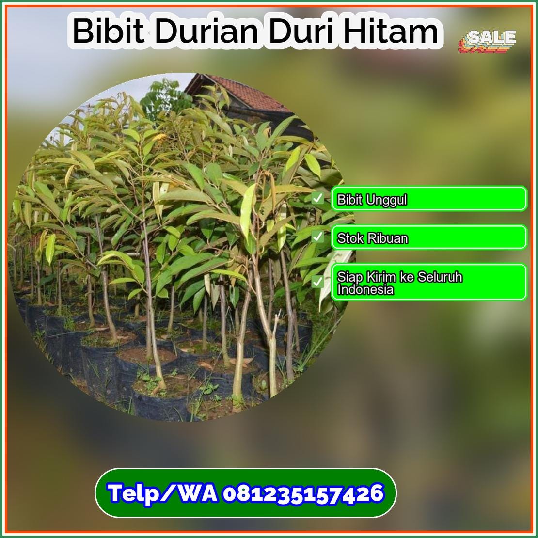 Jual Bibit Durian Duri Hitam Kerinci