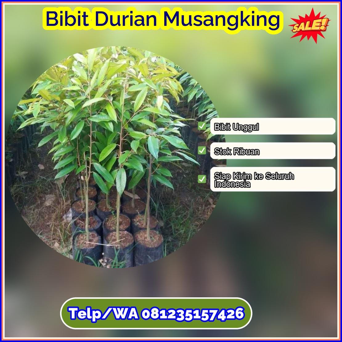 Pusat Pembibitan Bibit Durian Musangking Kota Bukittinggi