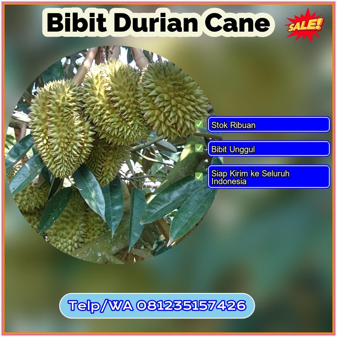 Grosir Bibit Durian Cane Boalemo