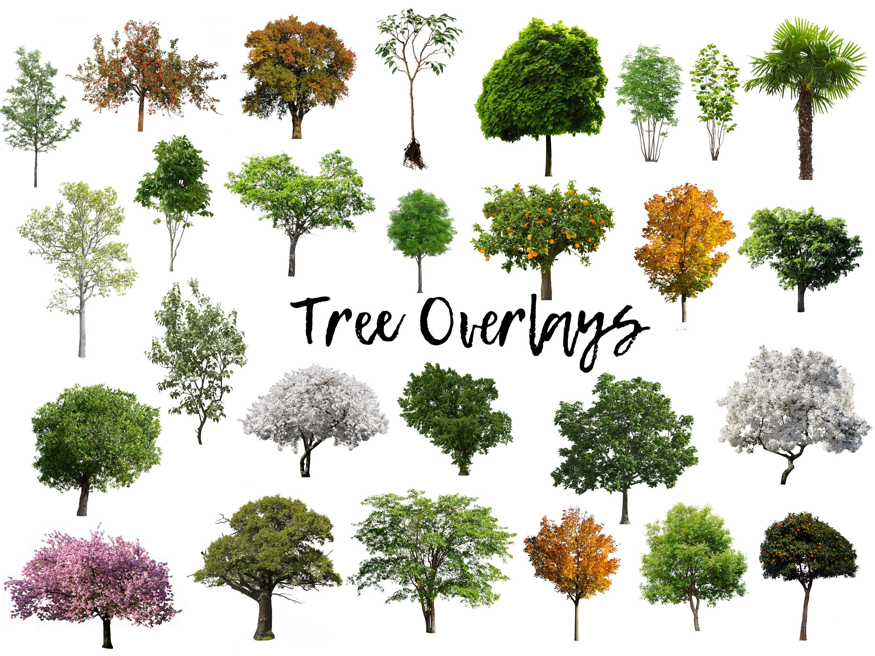 50 Tree Overlays, PNG Transparent Background, Photography Overlays