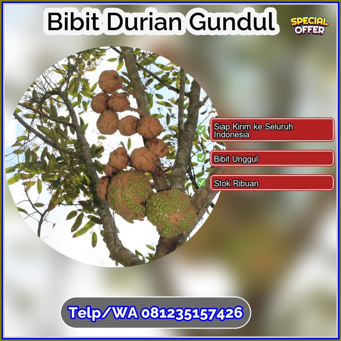Harga Bibit Durian Gundul Kota Pekanbaru