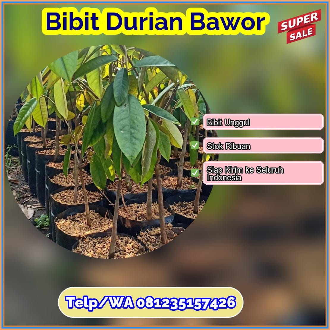 Harga Bibit Durian Bawor Sarolangun