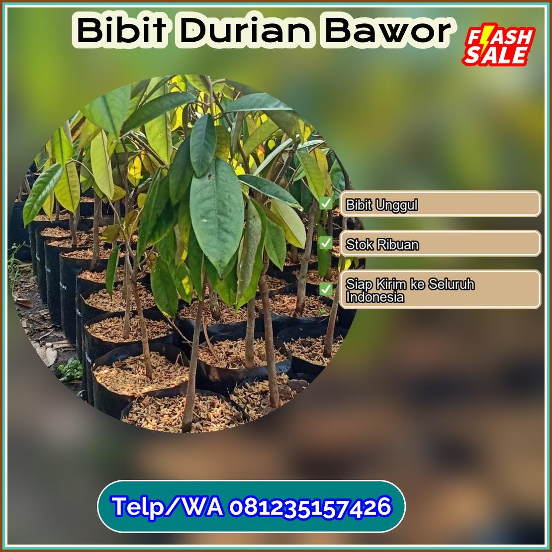 Grosir Bibit Durian Bawor Cilacap