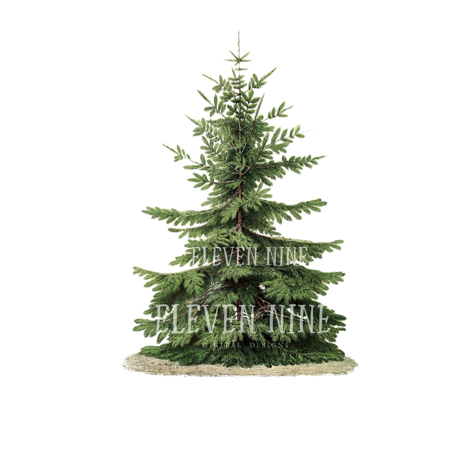 Christmas Tree Clipart, Tree Clipart, Tree Illustration, Vintage Tree, Nature Clipart, Christmas Tree PNG JPG