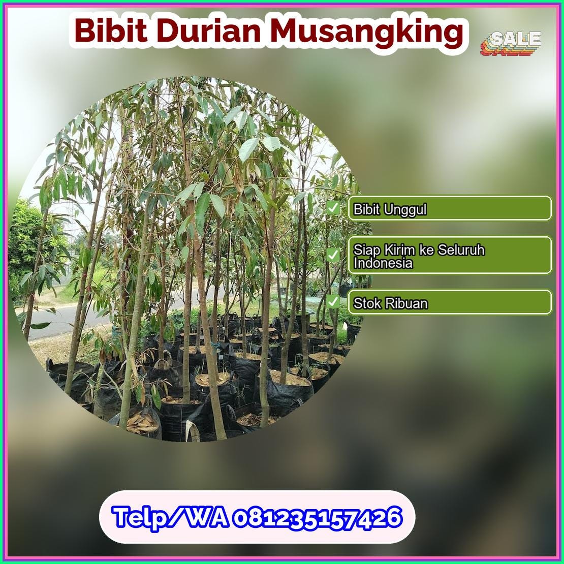 Supplier Bibit Durian Musangking Luwu Timur