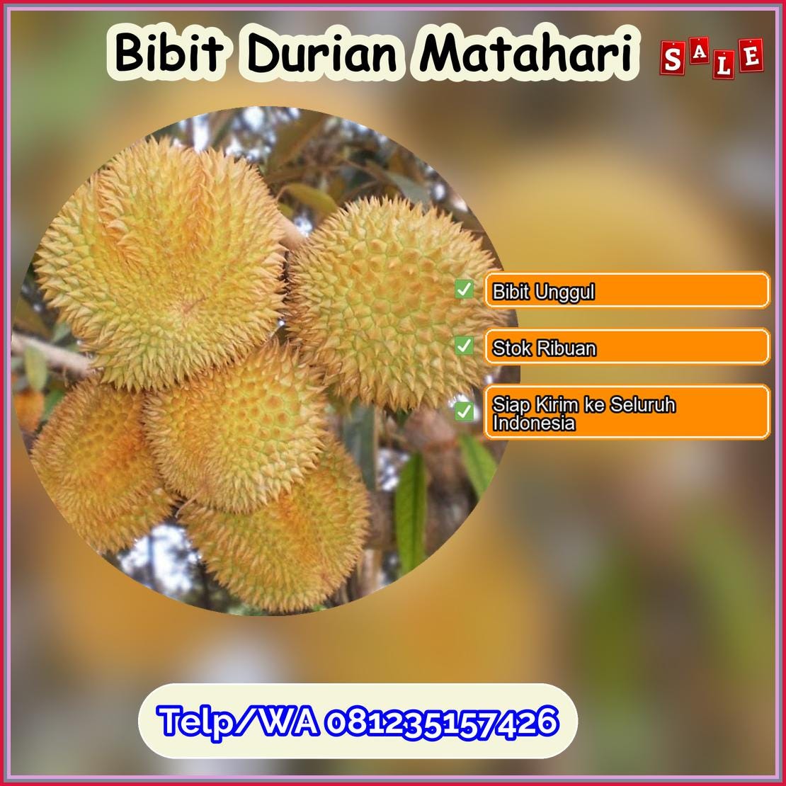 Jual Bibit Durian Matahari Batang