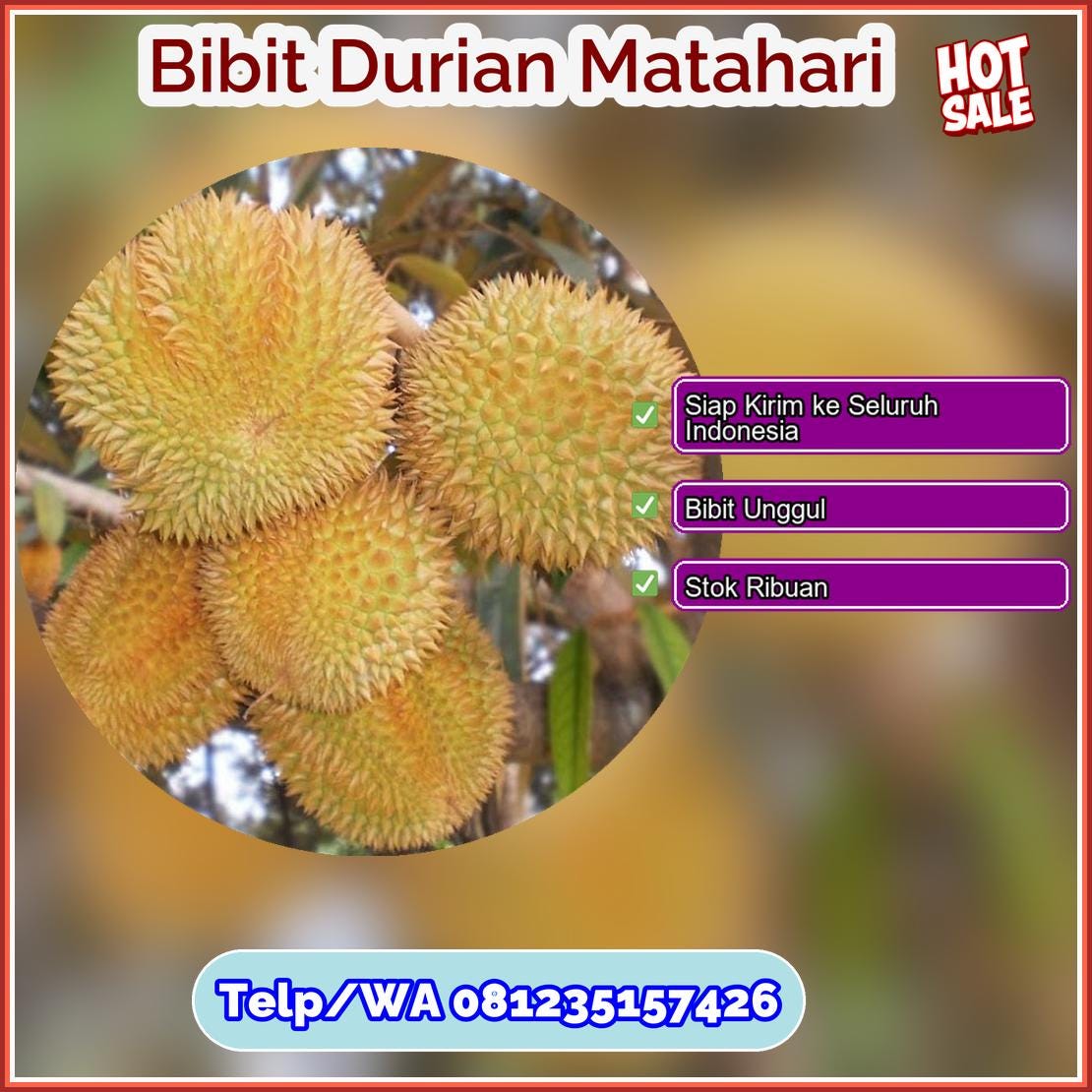 Jual Bibit Durian Matahari Seluma