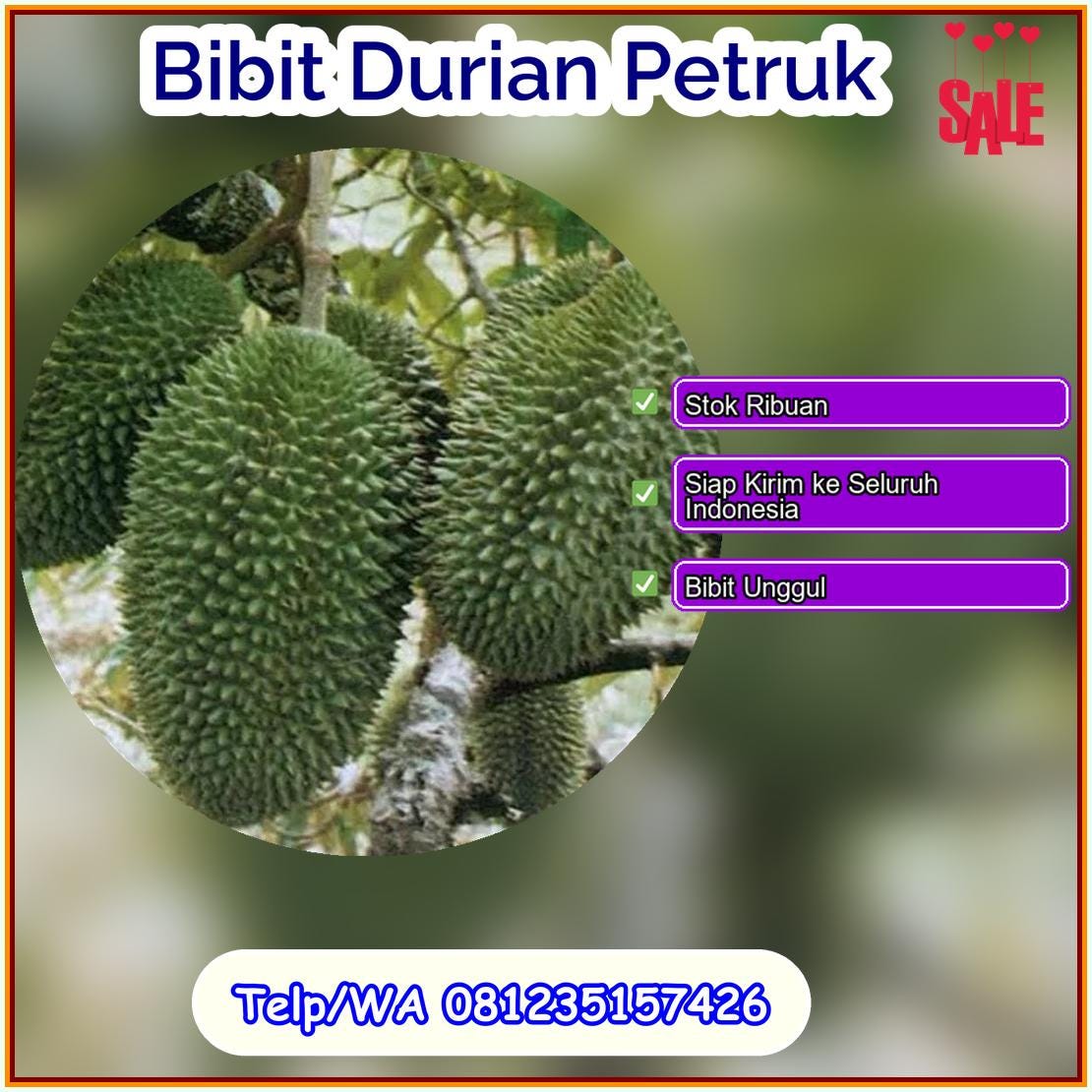 Pusat Pembibitan Bibit Durian Petruk Tolikara