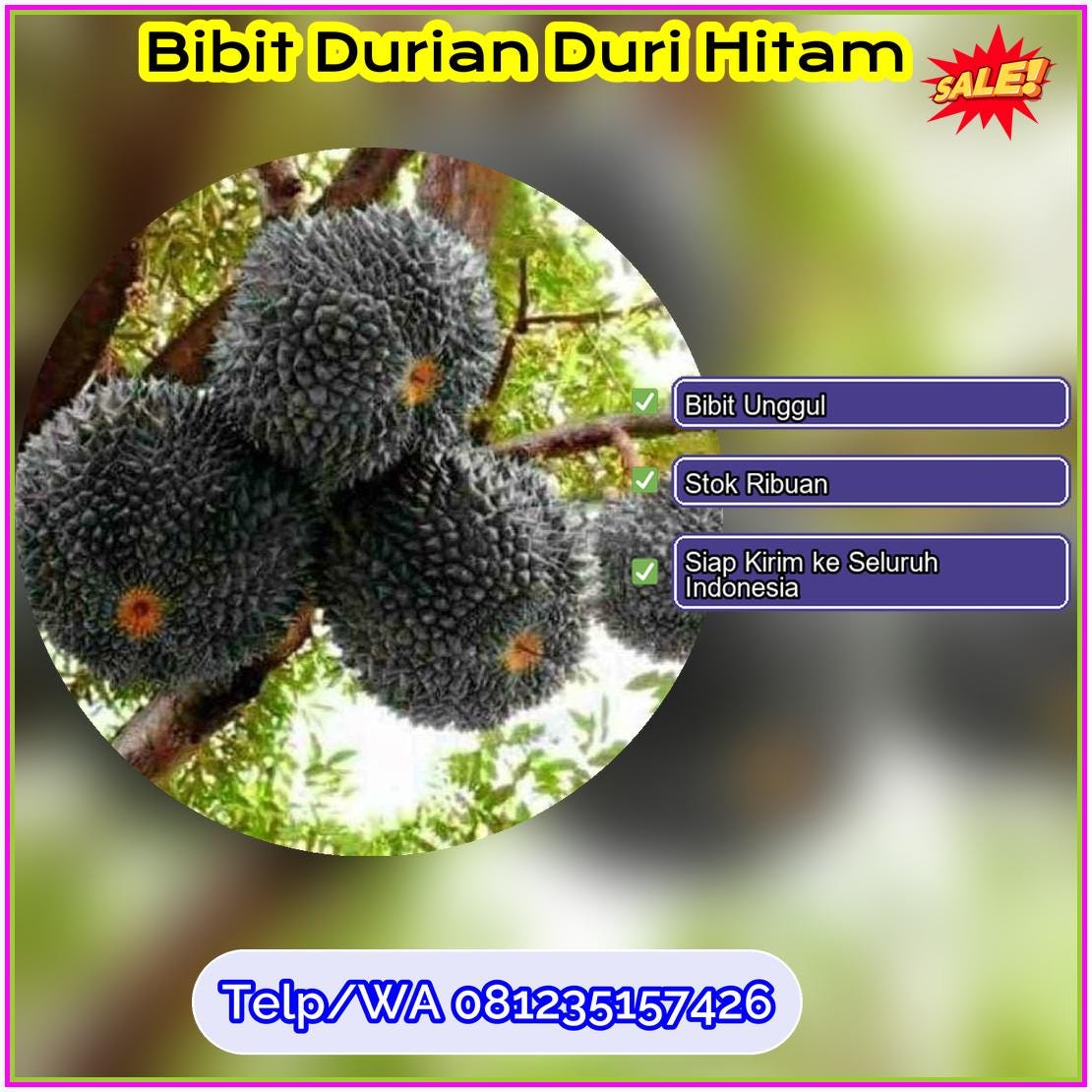 Pusat Pembibitan Bibit Durian Duri Hitam Madiun