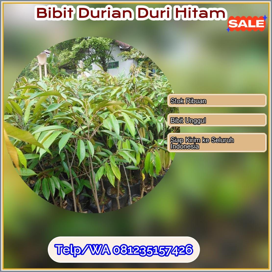 Harga Bibit Durian Duri Hitam Madiun