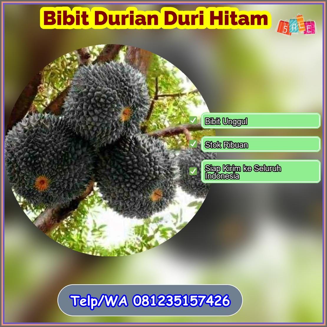 Pusat Pembibitan Bibit Durian Duri Hitam Kerinci