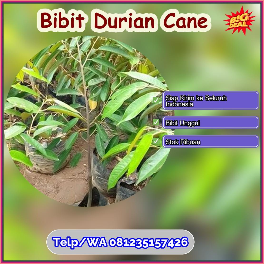 Grosir Bibit Durian Cane Kota Gorontalo