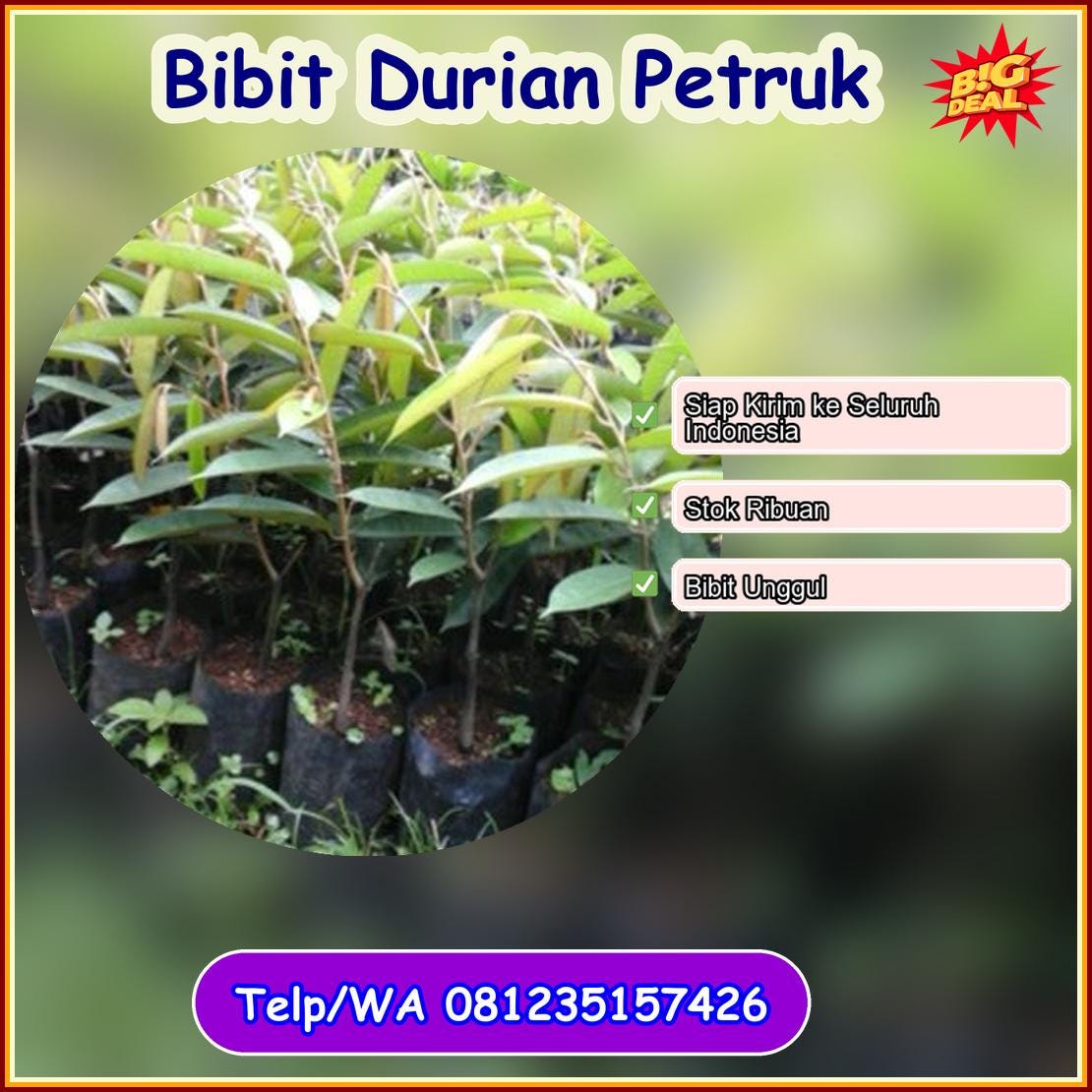 Supplier Bibit Durian Petruk Tolikara