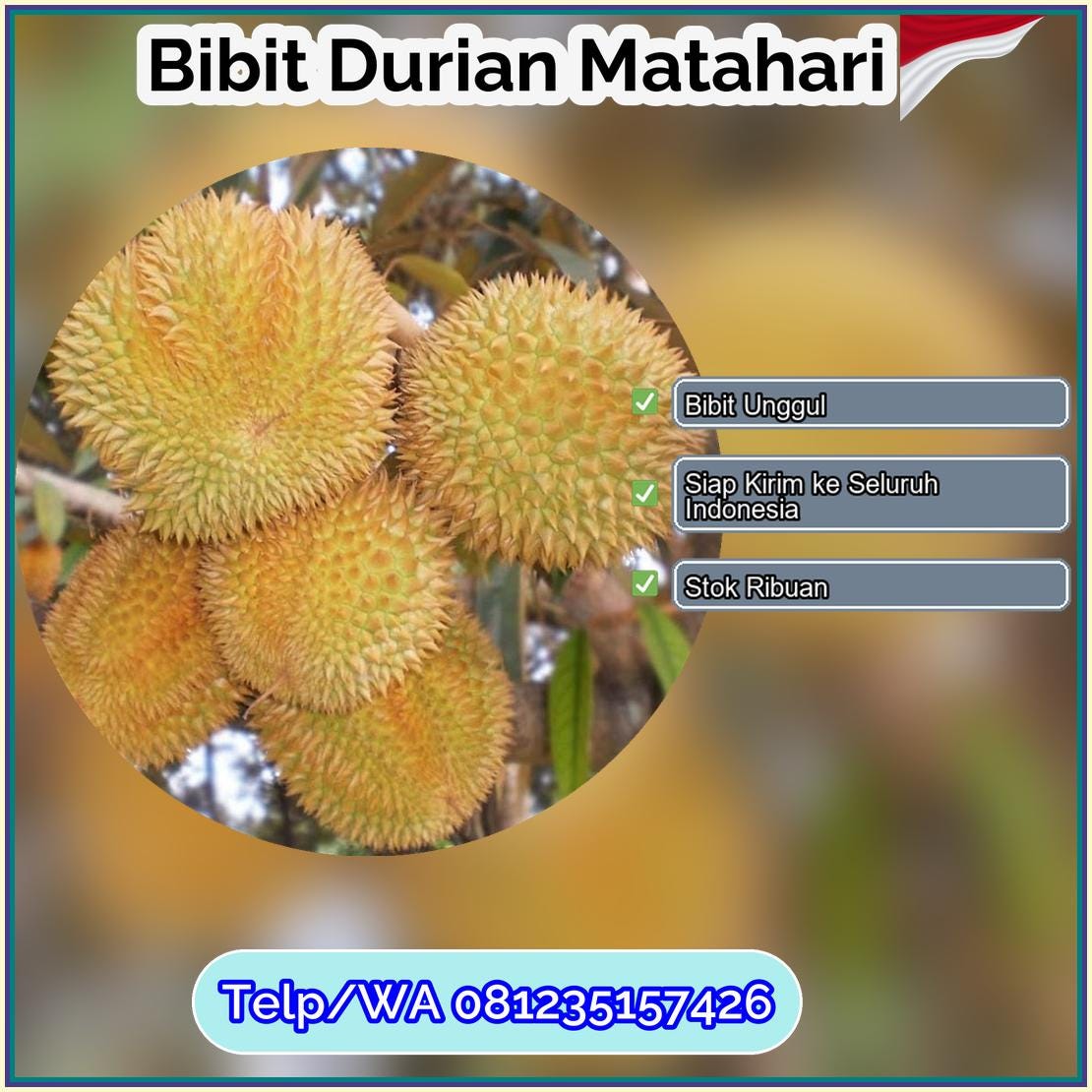 Grosir Bibit Durian Matahari Seruyan