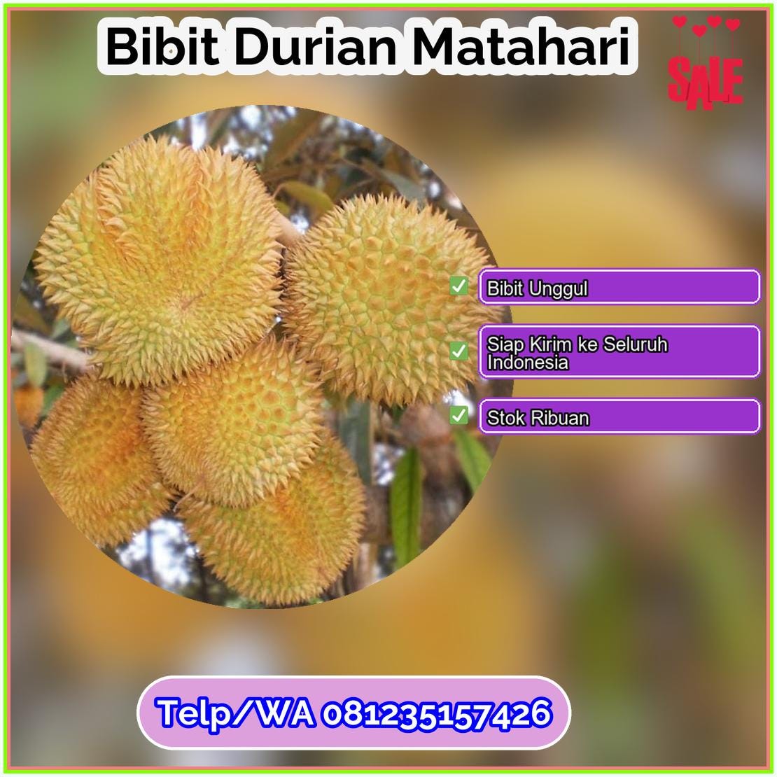 Jual Bibit Durian Matahari Situbondo