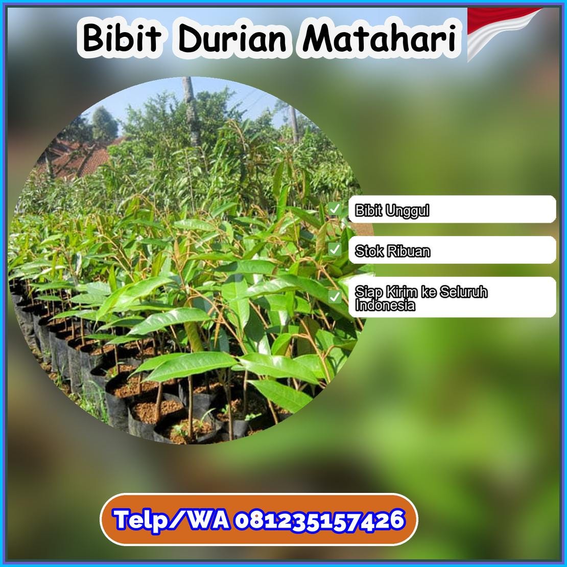 Grosir Bibit Durian Matahari Seruyan