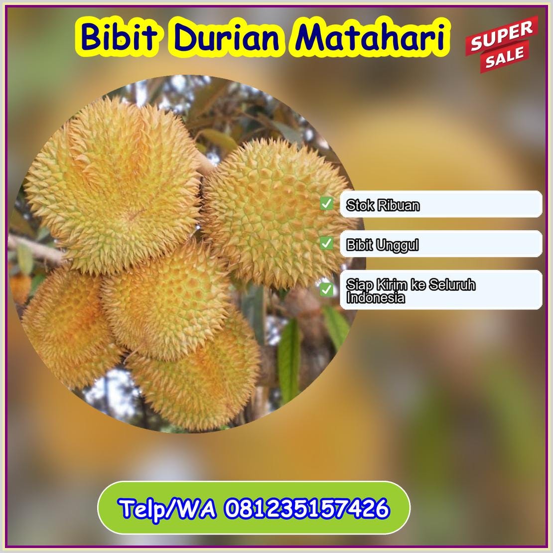 Grosir Bibit Durian Matahari Purbalingga