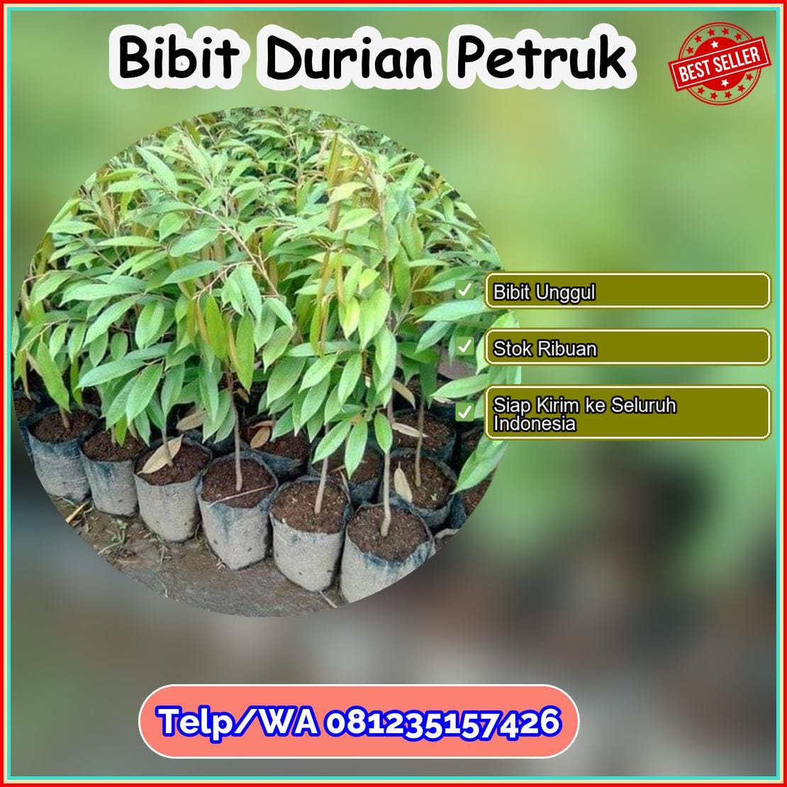 Pusat Pembibitan Bibit Durian Petruk Bolaang Mongondow Timur