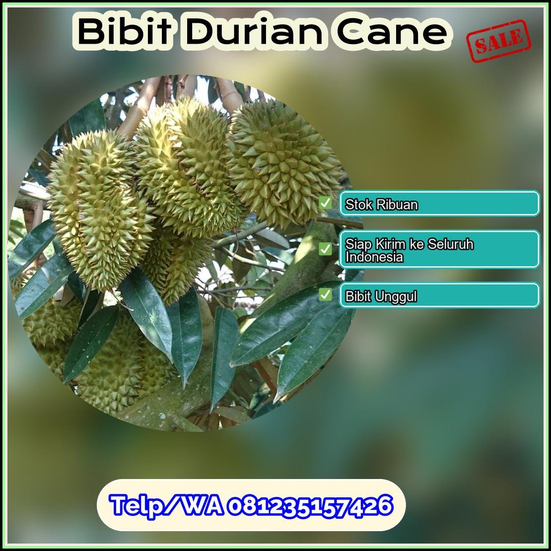 Grosir Bibit Durian Cane Bandung Barat