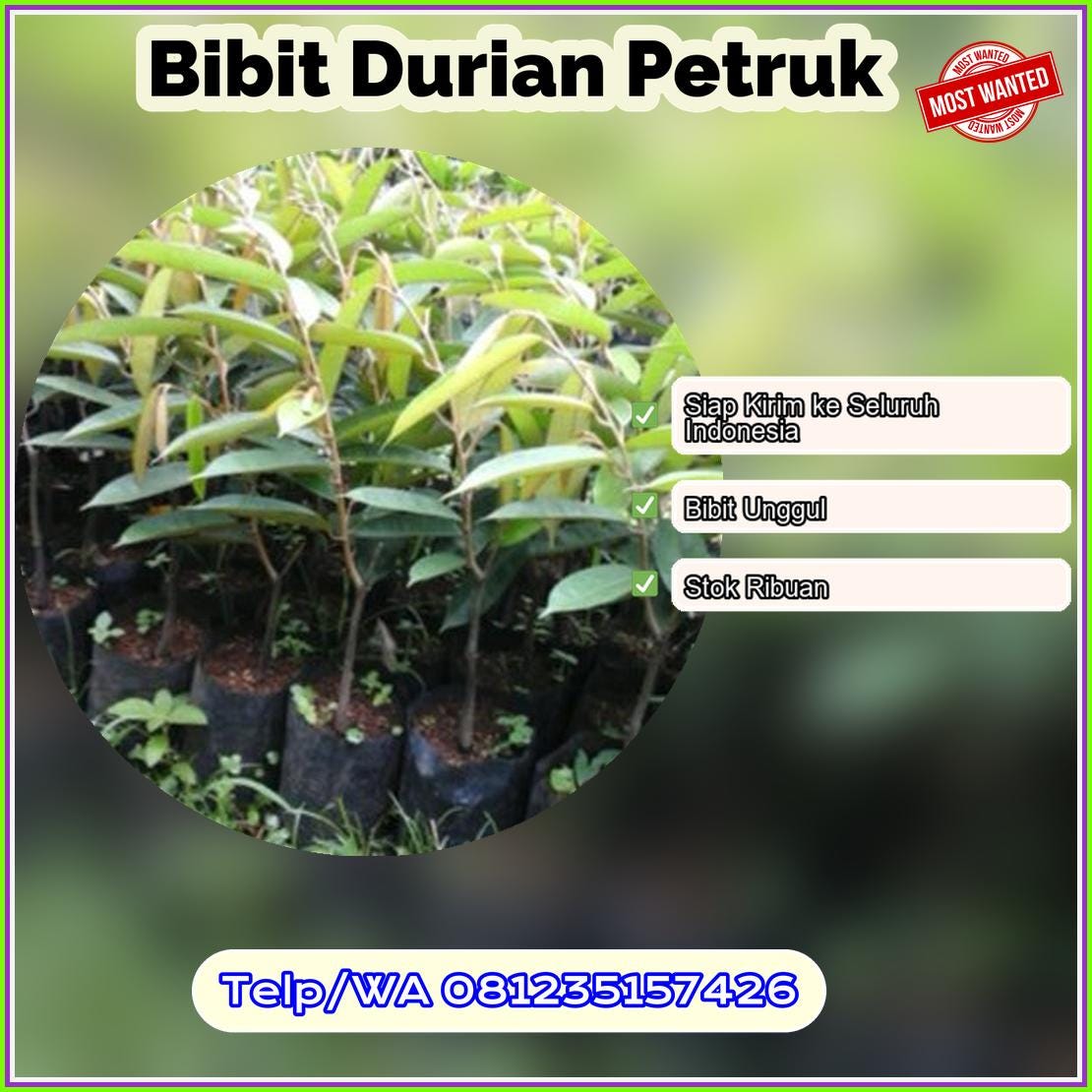 Harga Bibit Durian Petruk Bolaang Mongondow Timur