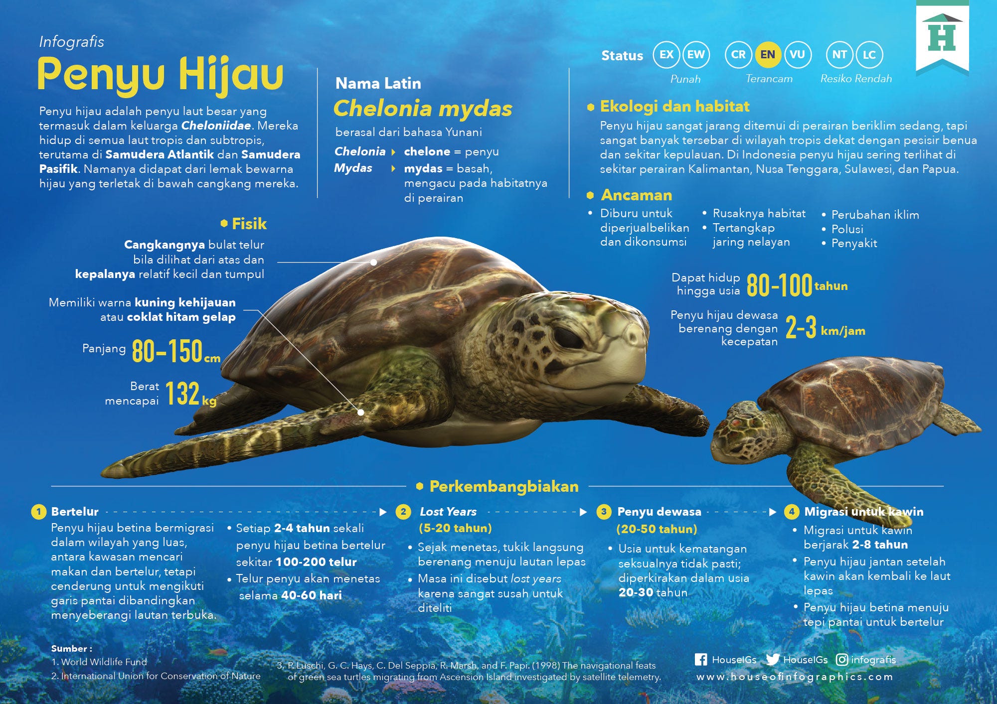 Infografis Penyu Hijau oleh House of Infographics