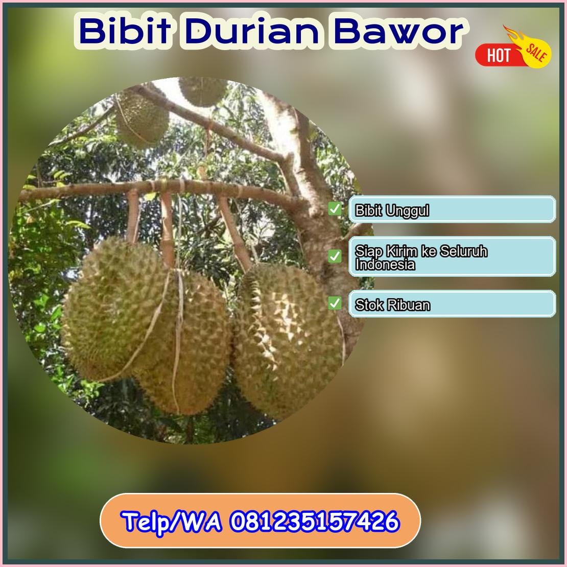 Harga Bibit Durian Bawor Tanjung Jabung Barat