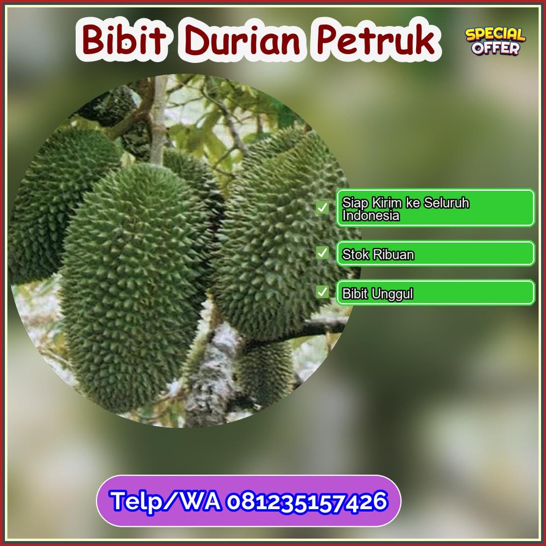 Harga Bibit Durian Petruk Buton Utara