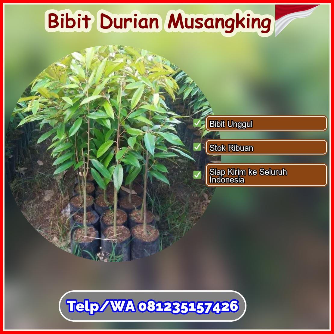 Pusat Pembibitan Bibit Durian Musangking Kepulauan Sangihe