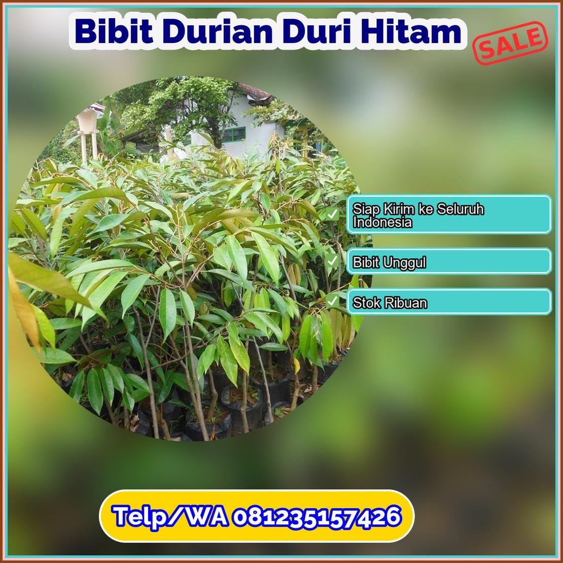 Pusat Pembibitan Bibit Durian Duri Hitam Banjarnegara